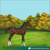 Horse Color:White Spotted Liver Chestnut