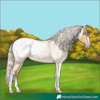 Horse Color:Gray Silver Amber Cream Champagne Roan Dun Splash Tobiano Frame Appaloosa Rabicano