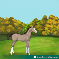 Horse Color:White Spotted Liver Red Dun Splash