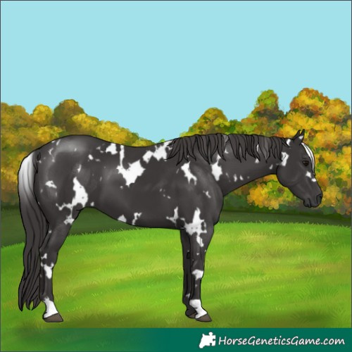 Horse Color:White Spotted Smoky Black 