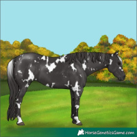 Horse Color:White Spotted Smoky Black