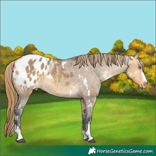 Horse Color:White Spotted Buckskin Dun Sabino Appaloosa 