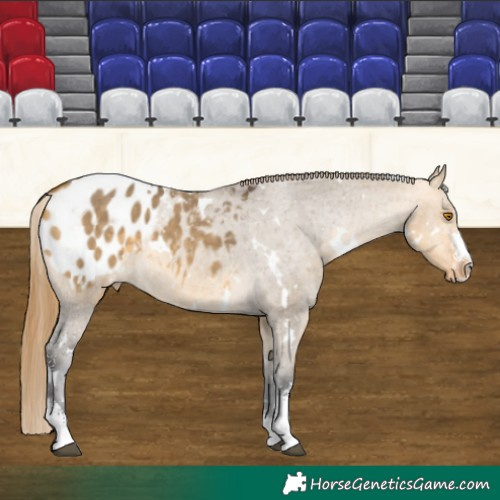 Horse Color:White Spotted Buckskin Dun Sabino Appaloosa 