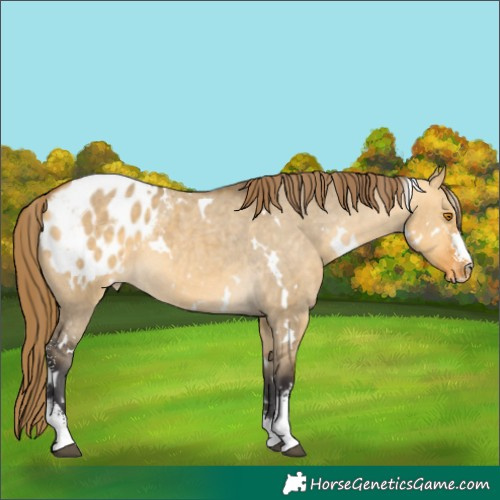 Horse Color:White Spotted Buckskin Dun Sabino Appaloosa 
