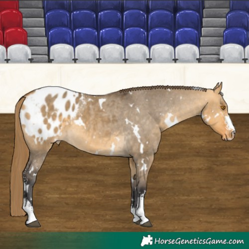 Horse Color:White Spotted Buckskin Dun Sabino Blanket 