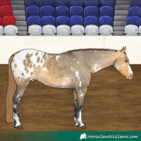 Horse Color:White Spotted Buckskin Dun Sabino Blanket 