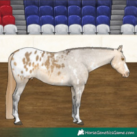 Horse Color:White Spotted Buckskin Dun Sabino Appaloosa 