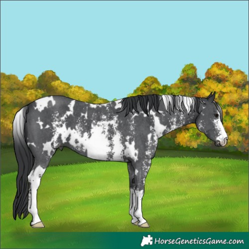 Horse Color:White Spotted Black Sabino 