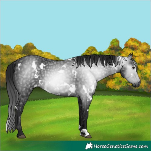 Horse Color:Gray White Spotted Black 
