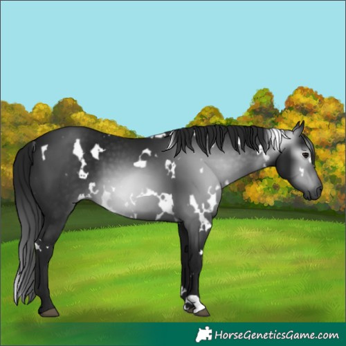 Horse Color:Gray White Spotted Black 