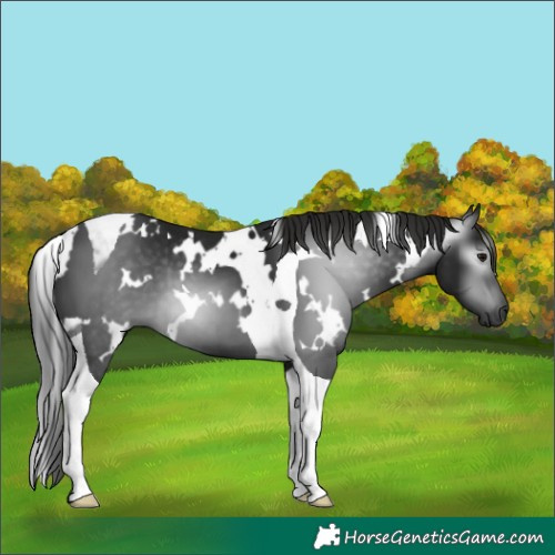 Horse Color:Gray White Spotted Black Tobiano 