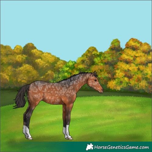 Horse Color:Bay Ice 