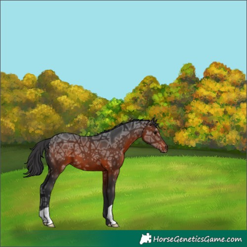 Horse Color:Brown Ice 