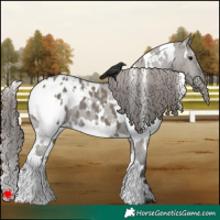Horse Color:White Spotted Grullo Blanket 