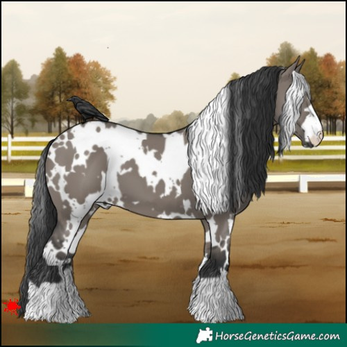 Horse Color:White Spotted Grullo 