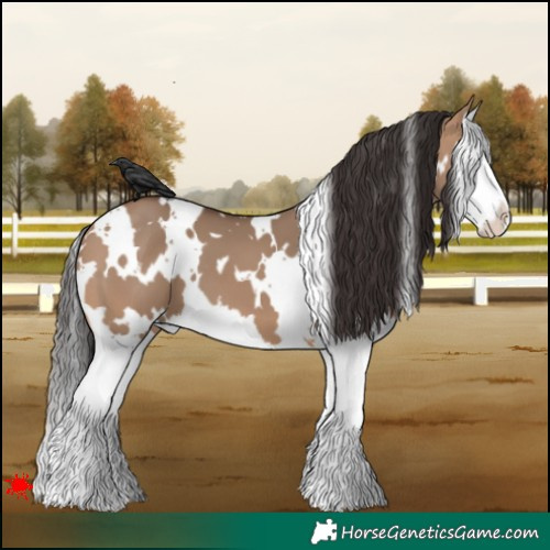 Horse Color:White Spotted Bay Dun Splash 