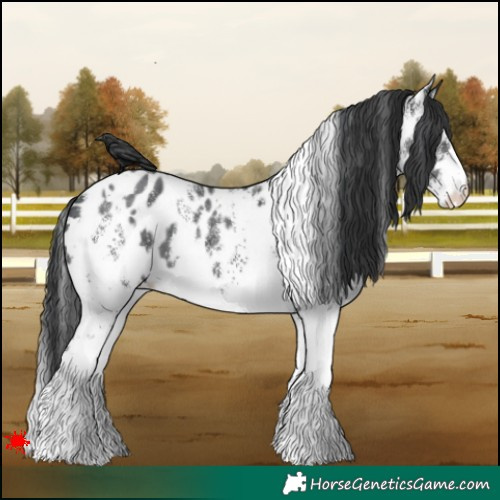 Horse Color:White Spotted Black Appaloosa 