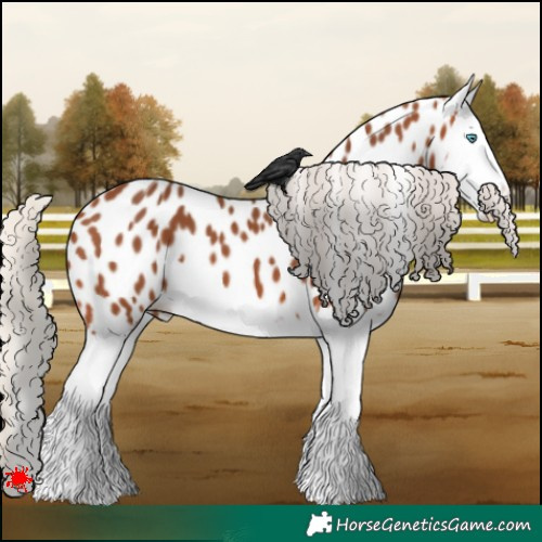 Horse Color:Silver Bay Splash Appaloosa 