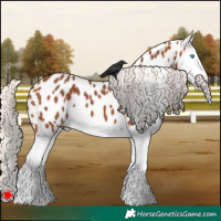 Horse Color:Silver Bay Splash Appaloosa