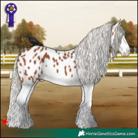Horse Color:Silver Bay Splash Appaloosa