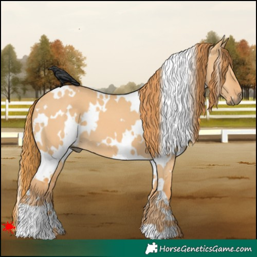 Horse Color:White Spotted Red Dun 