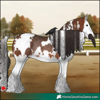 Horse Color:White Spotted Bay Splash Rabicano 