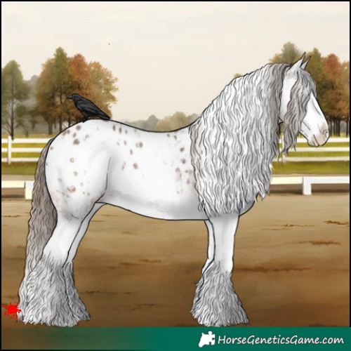 Horse Color:White Spotted Bay Sabino Splash Appaloosa Rabicano 