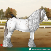 Horse Color:White Spotted Bay Sabino Splash Appaloosa Rabicano 