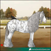 Horse Color:Grullo Roan Splash Near Leopard