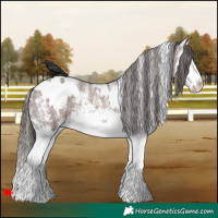 Horse Color:White Spotted Liver Chestnut Splash Varnish 