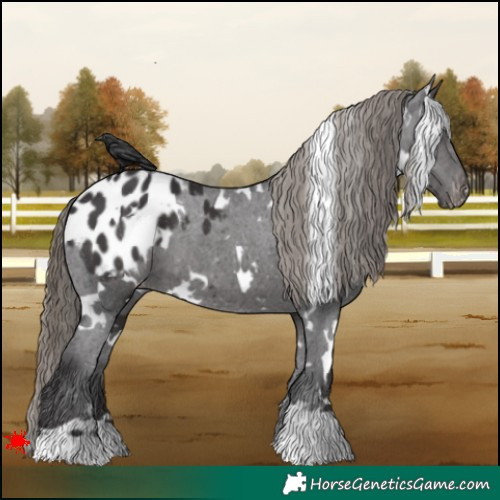 Horse Color:White Spotted Smoky Black Appaloosa 