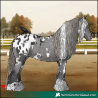Horse Color:White Spotted Smoky Black Blanket 