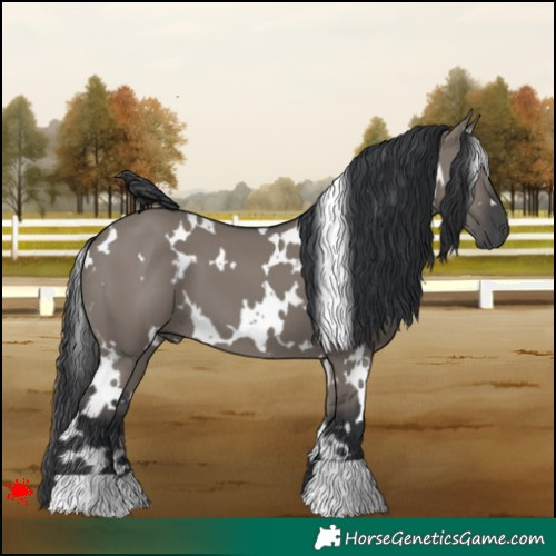 Horse Color:White Spotted Grullo 