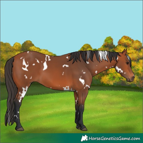 Horse Color:White Spotted Bay 