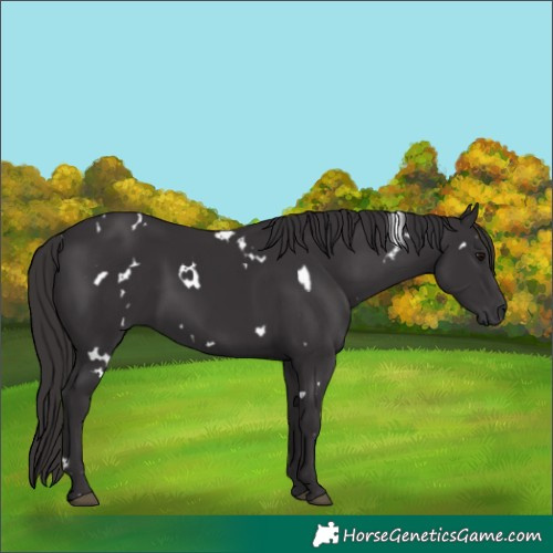 Horse Color:White Spotted Smoky Black 