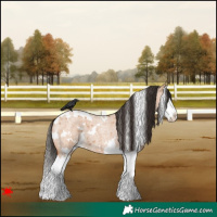 Horse Color:White Spotted Bay Roan Dun Splash 