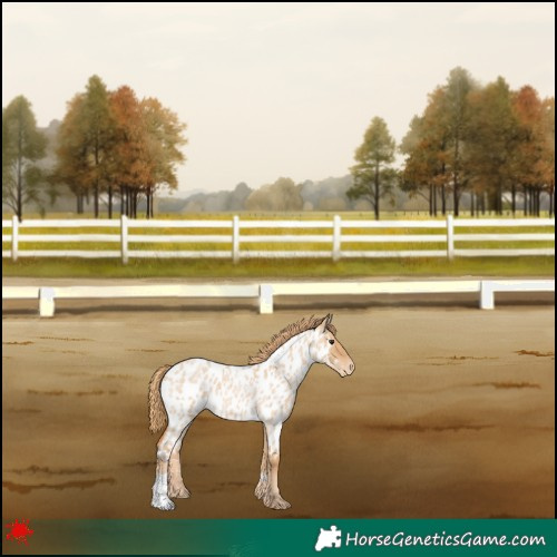 Horse Color:Red Dun Roan Appaloosa