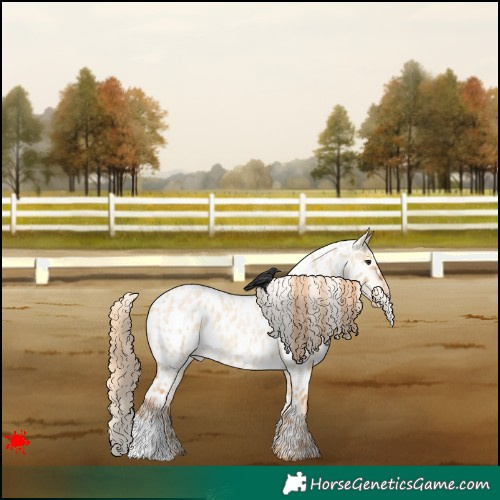 Horse Color:Red Dun Roan Appaloosa 