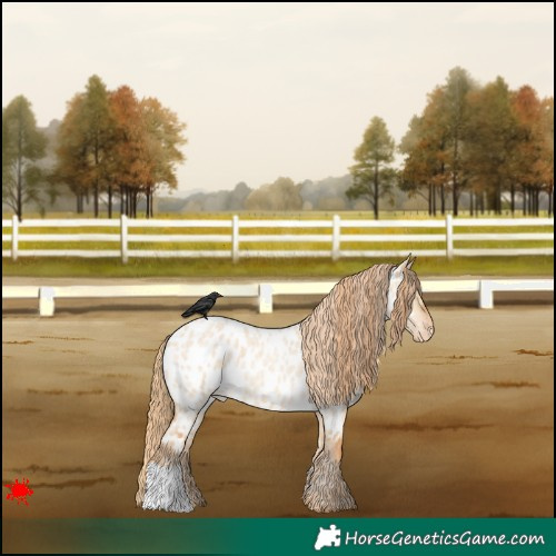 Horse Color:Red Dun Roan Near Leopard 