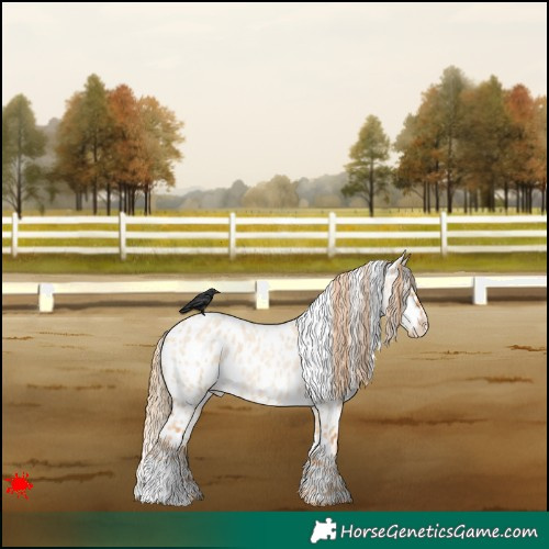 Horse Color:Red Dun Roan Appaloosa 