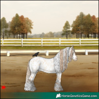 Horse Color:Red Dun Roan Appaloosa