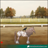 Horse Color:Chestnut Appaloosa