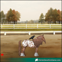Horse Color:Chestnut Appaloosa