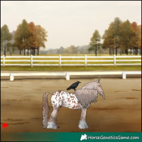 Horse Color:Chestnut Appaloosa 