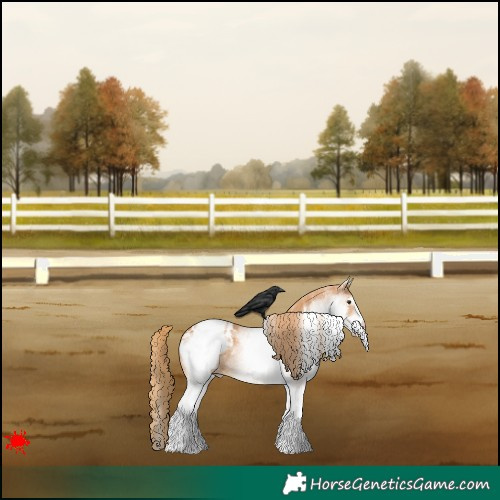 Horse Color:White Spotted Chestnut Appaloosa 