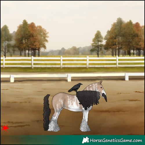 Horse Color:White Spotted Bay Dun 