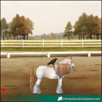 Horse Color:White Spotted Red Roan Appaloosa 