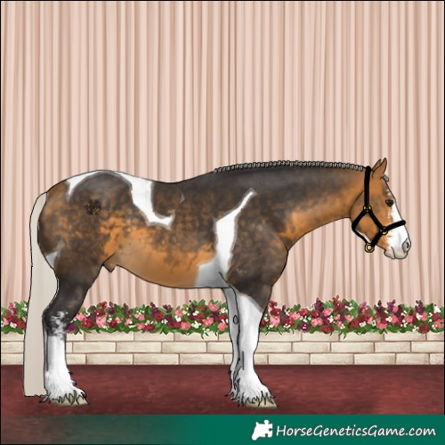 Horse Color:Silver Buckskin Sabino Tobiano 