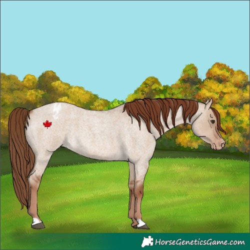 Horse Color:Red Dun Roan Appaloosa Rabicano 