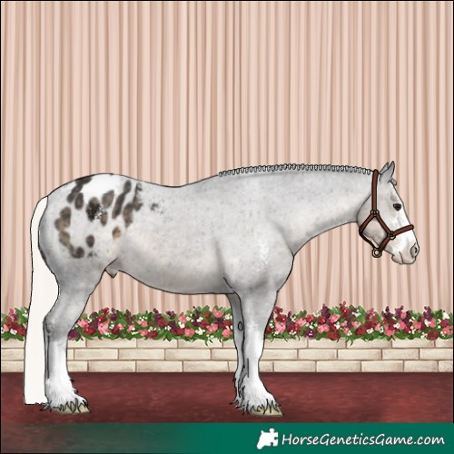 Horse Color:Silver Smoky Black Sabino Appaloosa 